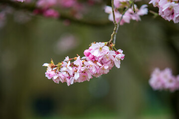 bee on pink flower
