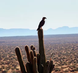 Fototapete Arizona bird on the rock