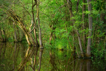 Oasis of Punte Alberete - freshwater wetland stretching for about 190 hectares, still characterised...