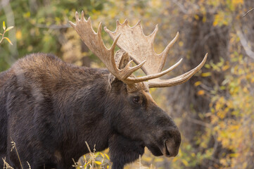 Bull Shiras Moose During the Rut in Autumn in Grand Teton National Park Wyoming