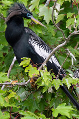 Anhinga twists snake like neck in Florida at Bird Island Park in St. Johns County