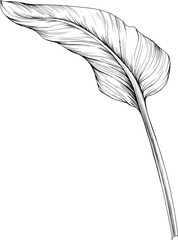 Tropical leaf isolated on white. Hand drawn vintage illustration.