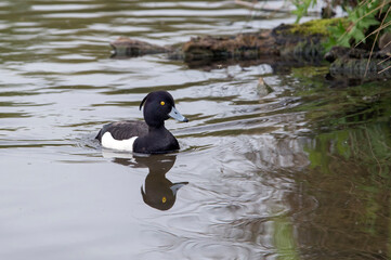 Tufted Duck swimming back to nest