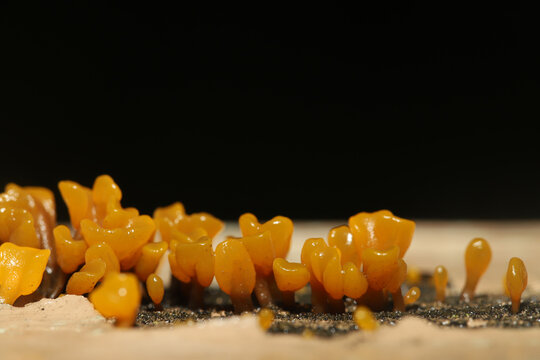 Orange fruiting bodies of a fungus in the order Dacrymycetaceae. These fungi typically live in dead wood including man-made structures like birdhouses and fence posts. 