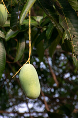 growing mango with blurred tree background