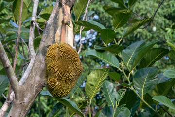 growing jackfruits with nature background