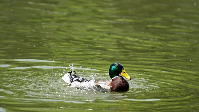 Mallards spread their wings in the water. 