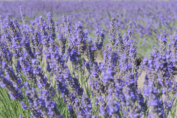 Obraz premium Purple field of fresh blooming lavender. Flavoring aromatic plants in sunny day landscape. Wallpaper background