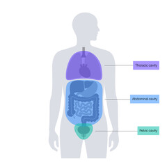 Body cavities poster