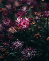 Fototapeta na wymiar Colourful flowers in the garden