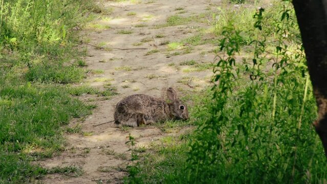 Rabbit eating grass in the parco della groane near Milan, Italy