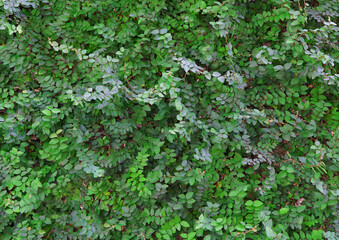 Green ivy with beautiful leaves on the wall.