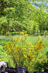 Bright yellow wildflowers and lush green trees in the background. Selective focus.