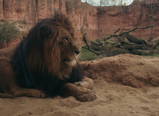 Obraz premium A majestic lion stares, its mighty mane rippling in the breeze. Its powerful presence a reminder of animal wildlife and majesty.Hannover zoo