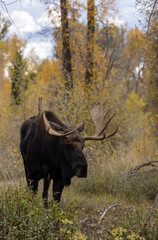 Bull Shiras Moose During the Rut in Autumn in Grand Teton National Park Wyoming
