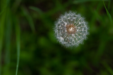 Beautiful dandelion flower. Close up view and green blurred background.