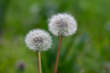 Beautiful dandelion flower. Close up view and green blurred background.
