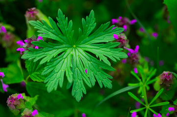 Still life with leaves. Beautiful natural background, leaves and flowers. 