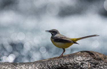 yellow wagtail on a rock in the river