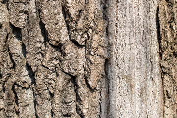 Gray dry bark of a tree, background or texture
