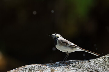 Wagtail on a rock in the river