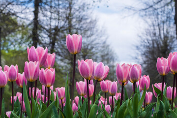 Beautiful blooming pink tulip fields.