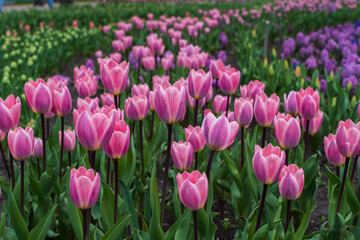 Beautiful blooming pink tulip fields.