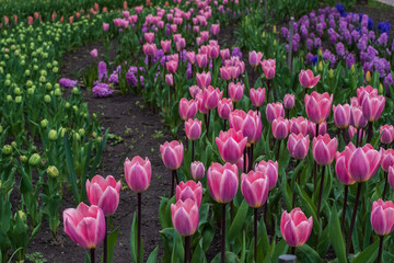 Beautiful blooming pink tulip fields.