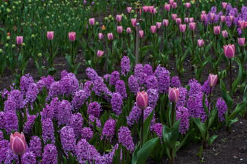 Fototapeta premium Beautiful blooming pink tulip and purple hyacinths on fields.