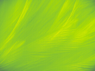 Beautiful abstract green feathers on white background, blue feather texture on yellow pattern,...