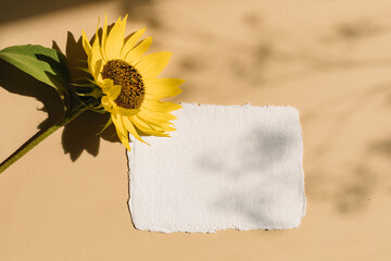 Textured cotton rag handmade paper  with sunflower. Wedding stationery, branding, portfolio,...