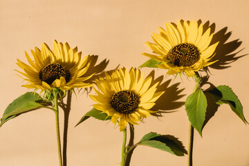 Sunflowers on beige background. Summer sunny background.