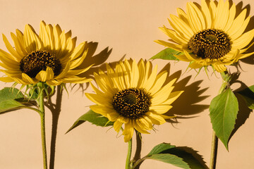 Floral background with sunflowers. Summer sunny background.