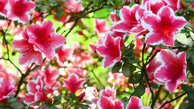 Beautiful pink azalea (rhododendron) plant in spring. Rhododendron is a genus of plants in the Ericaceae family, native to Eurasia and America. Close up