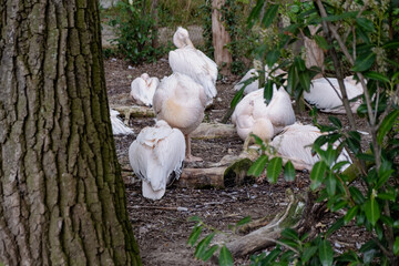A white pelican stands atop a tree trunk in a peaceful woodland, symbolizing the growth of nature throughout the day.White Pelican in Woodland Day hannover zoo
