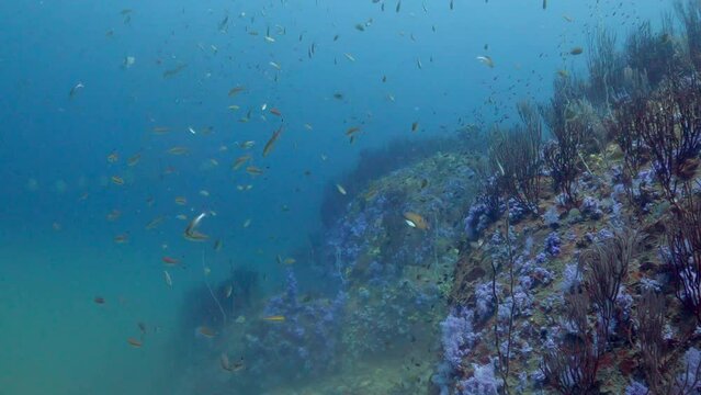 Under water film from tropical waters of Thailand - coral reeves and small yellow trevally and other tropical fish - very colorful