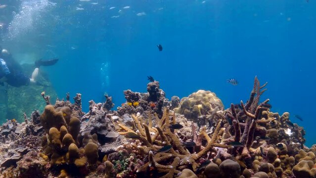 Under water film from tropical waters of Thailand - circeling a coral reef with smal  fishes and scuba divers in the background
