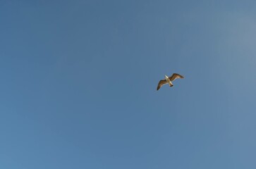 vulture in flight eagle in a blue sky