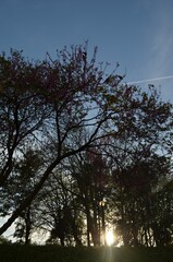 sunset in the park