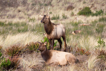 Gearhardt, Oregon, USA - 11/07/2022:  Roosevelt Elk herd residing along the Oregon coast in Gearhart Beach, Oregon.