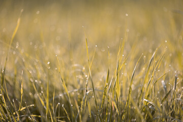 Close up of dew on green grass.