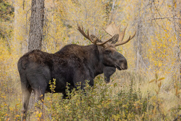 Bull Shiras Moose During the Rut in Autumn in Grand Teton National Park Wyoming