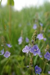 Closeup on the bright blue flowers of the germander speedwell wildflower, Veronica chamaedrys in a meadow