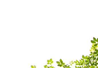green leaves branches background png