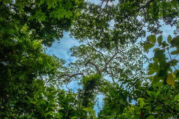 Tropical rainforest, Ubud Monkey Forest, Bali, Indonesia