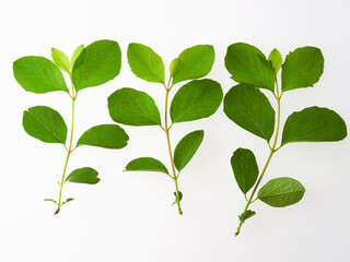 Fresh green leaves branch isolated on white background