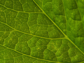 Fresh green leaves branch isolated on white background