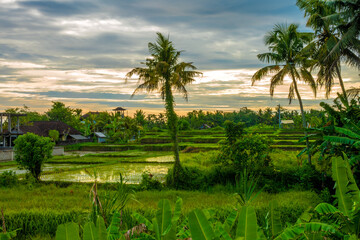Fototapeta na wymiar Sunset over the rices fields of the charming village of Petulu famous por its egret and heron colonies, Ubud, Bali, Indonesia