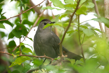 A Gray Catbird bird perched on a tree branch in summer Florida shrubs