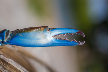Close up of blue crab legs that look like monsters